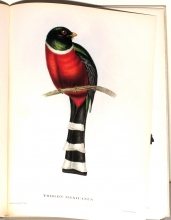 Exotische Vogel 05/24